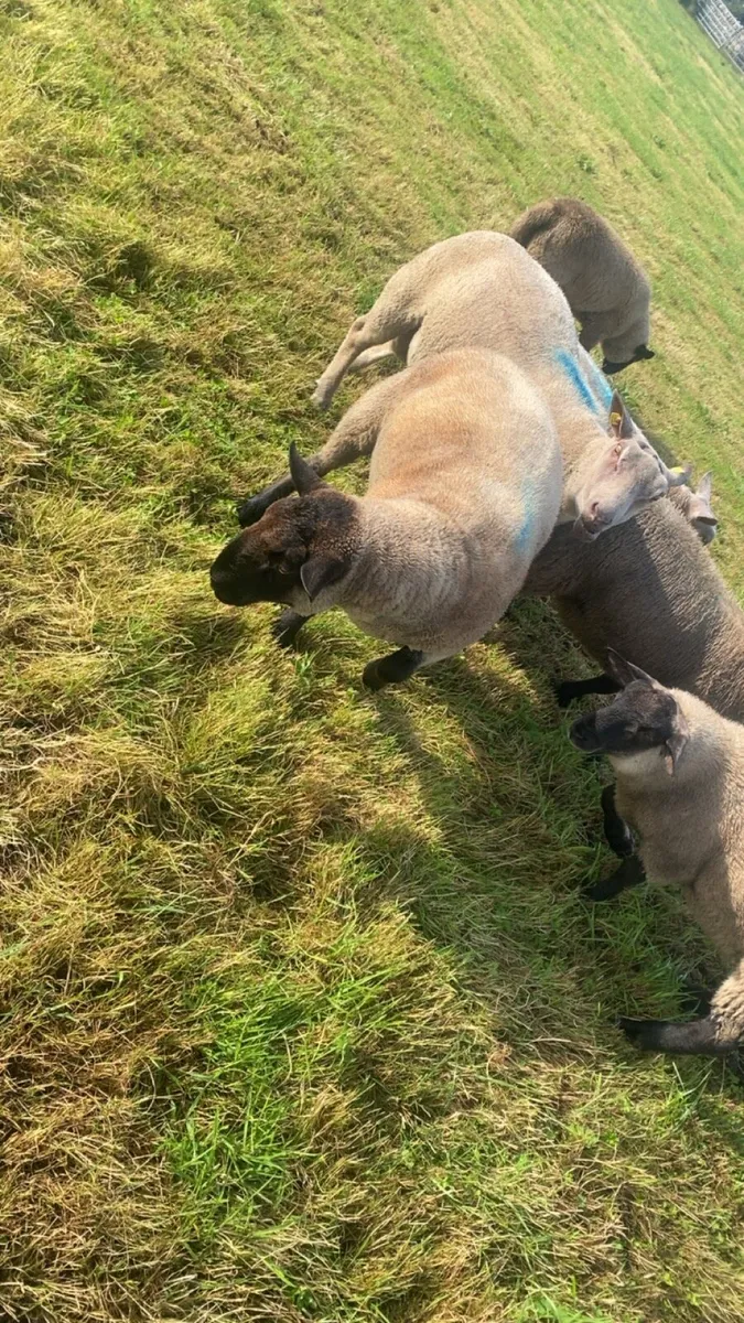 Suffolk hogget ram - Image 2