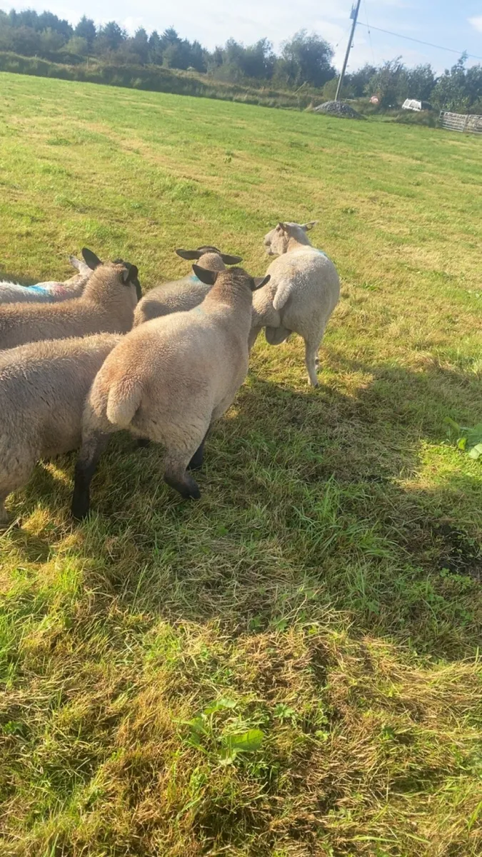 Suffolk hogget ram - Image 3