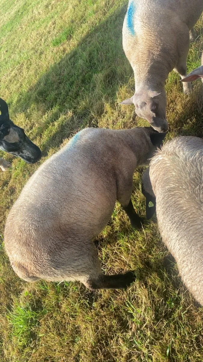 Suffolk hogget ram - Image 4