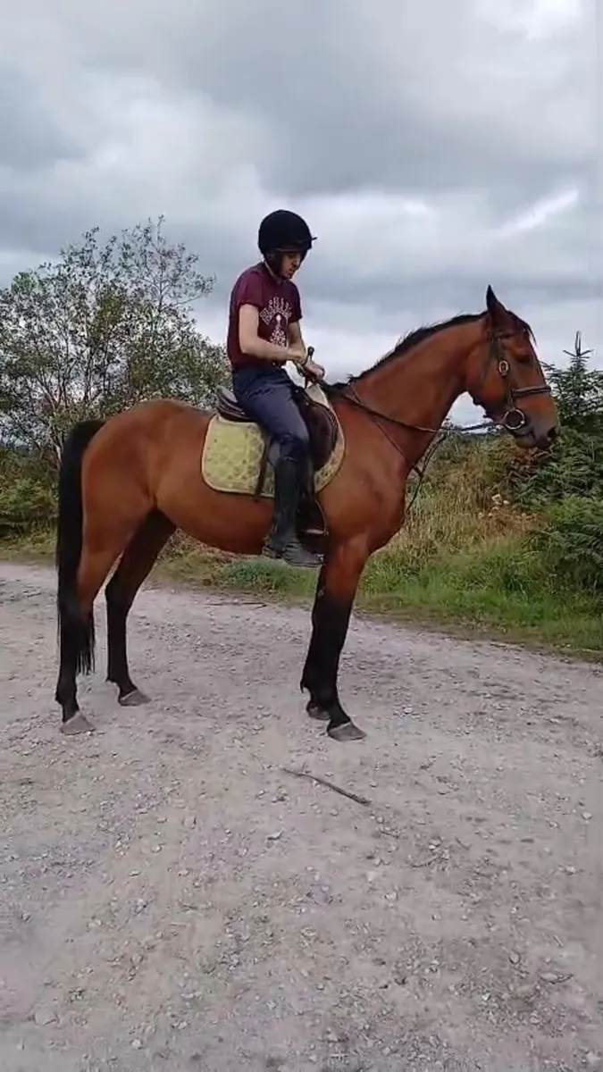 showjumper/eventer - Image 2