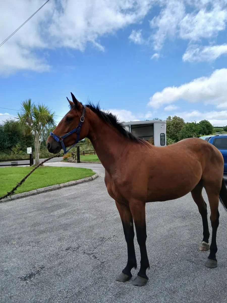 showjumper/eventer - Image 1