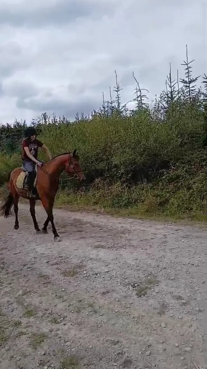 showjumper/eventer - Image 3