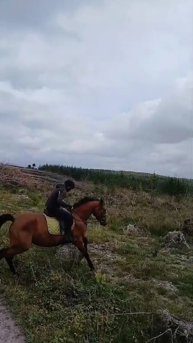 showjumper/eventer - Image 4