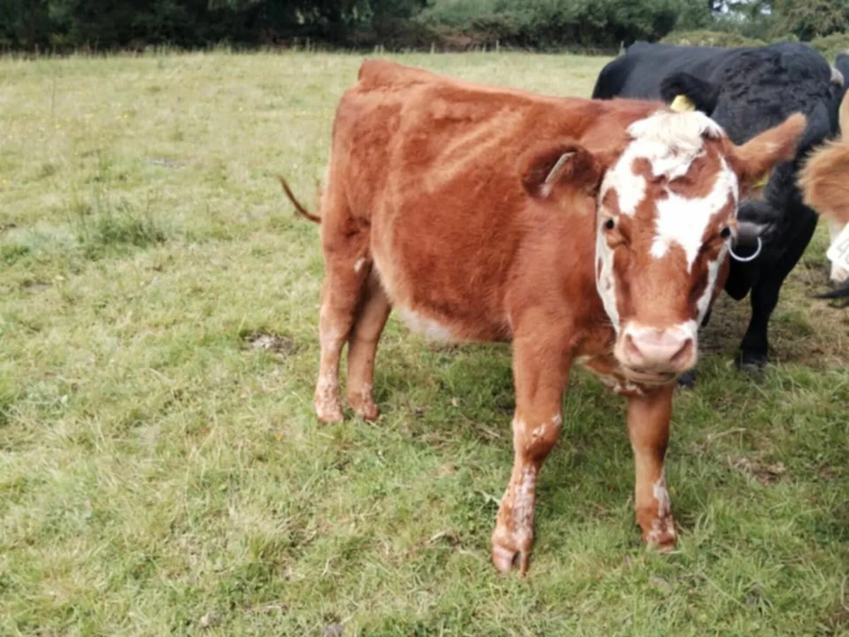 Could this be your future house cow? - Image 2