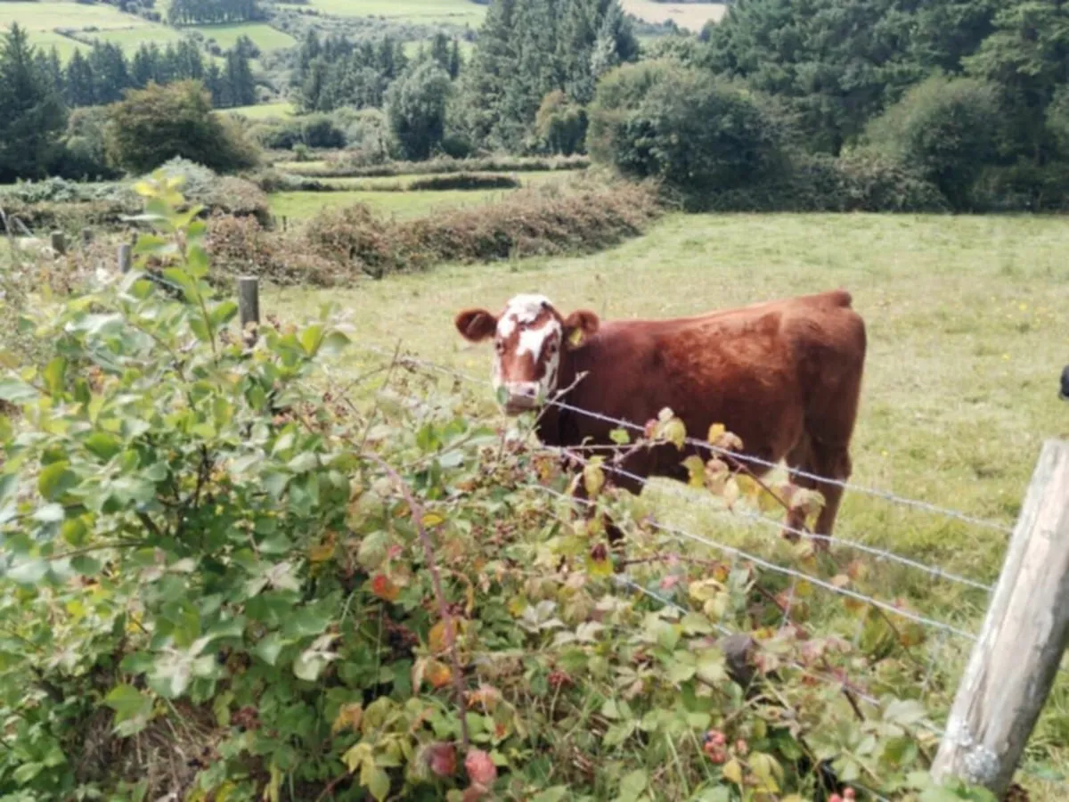 Could this be your future house cow? - Image 3