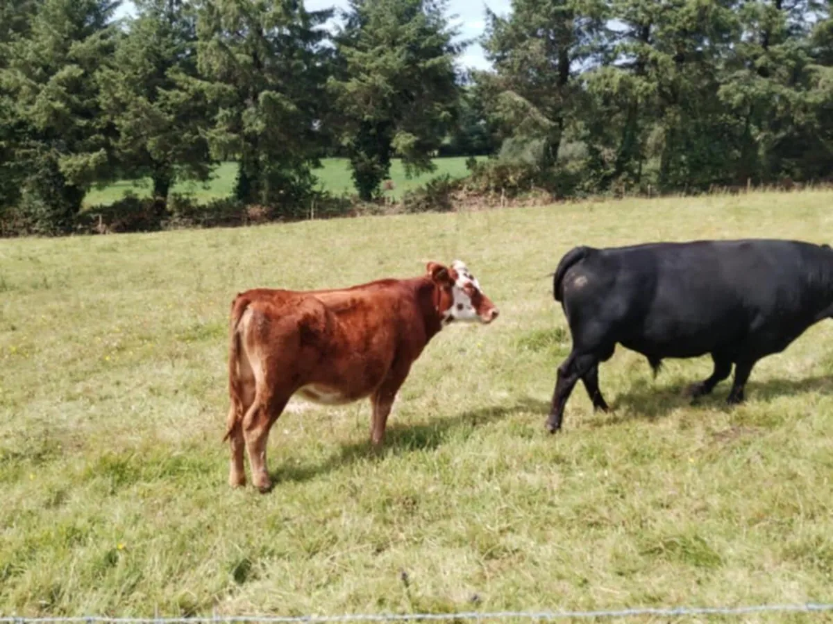 Could this be your future house cow? - Image 4