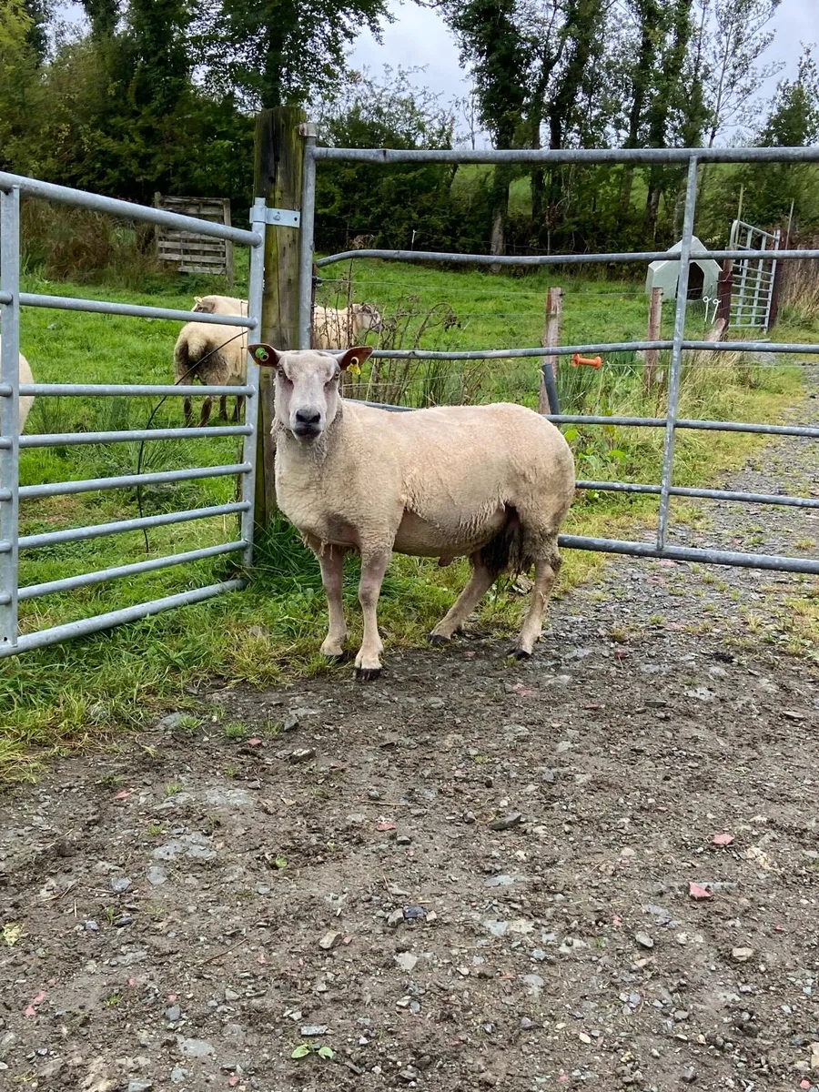 Pbr Charlollais Ram - Image 1