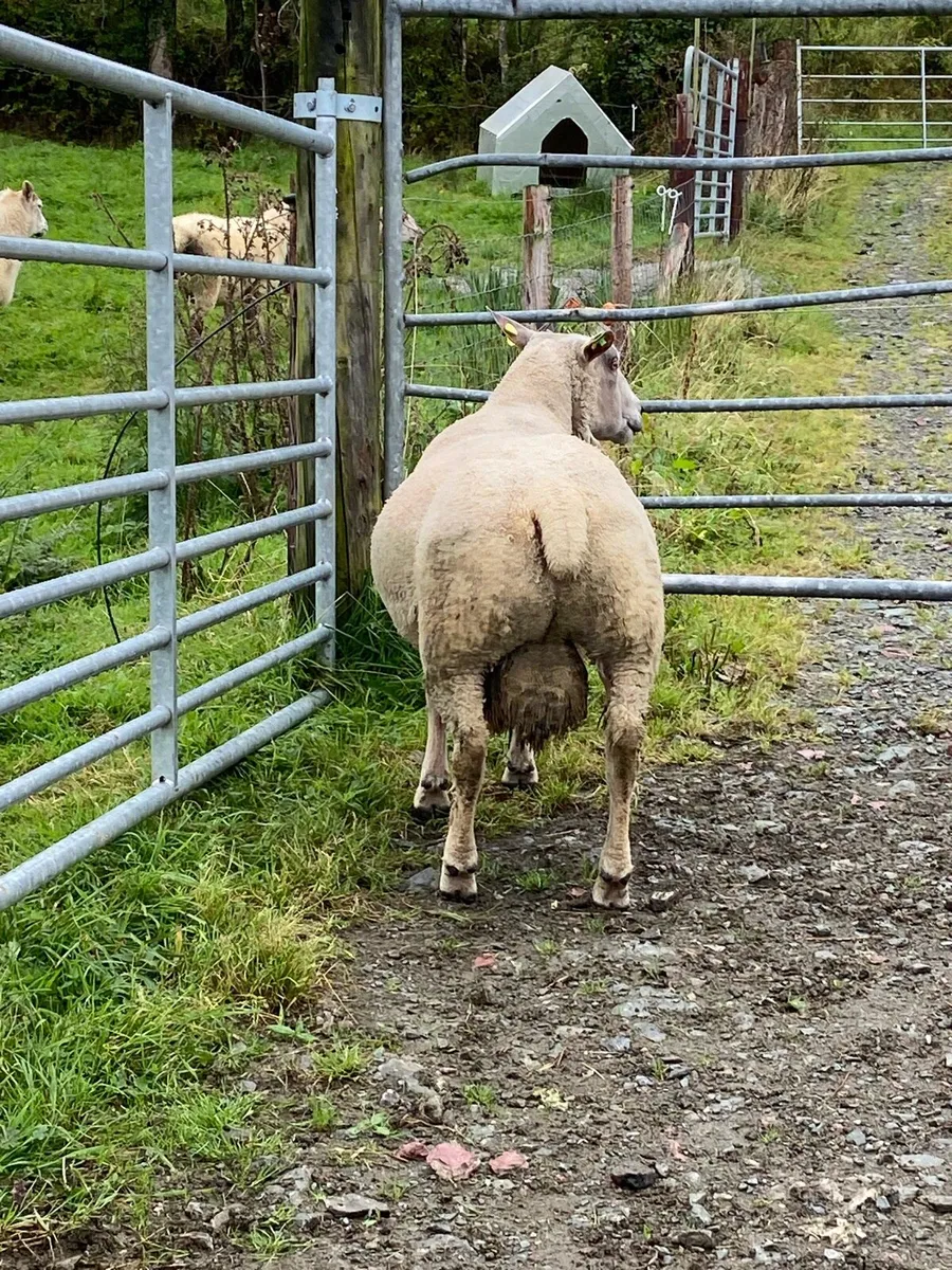 Pbr Charlollais Ram - Image 2
