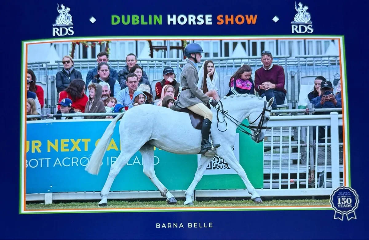 All rounder Connemara 13yo - Image 1