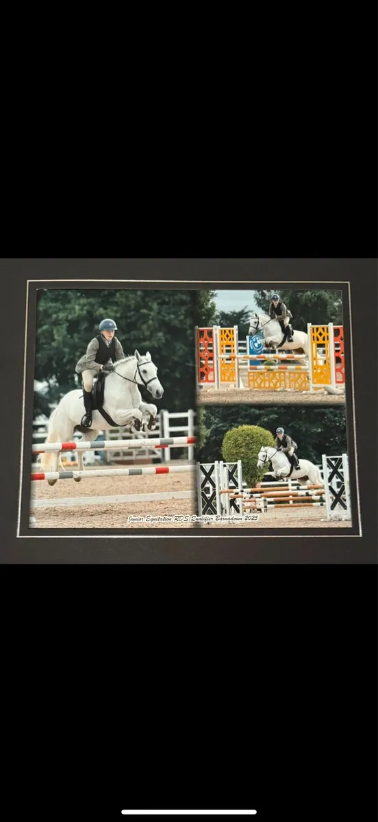 All rounder Connemara 13yo - Image 2