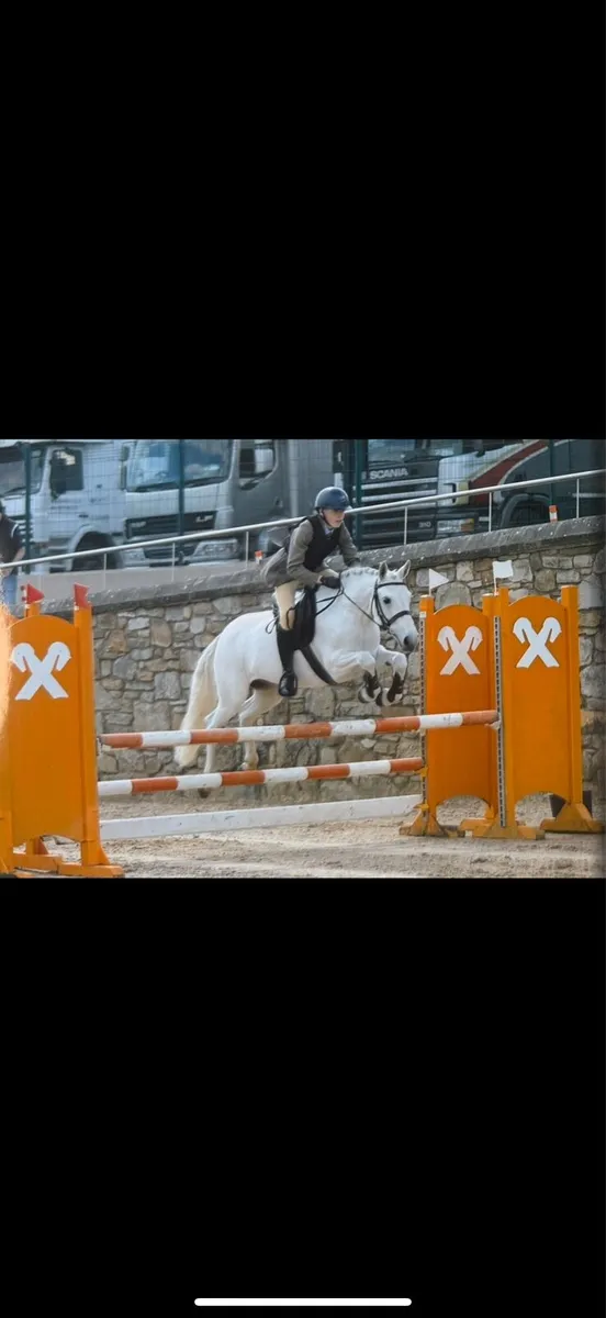 All rounder Connemara 13yo - Image 4