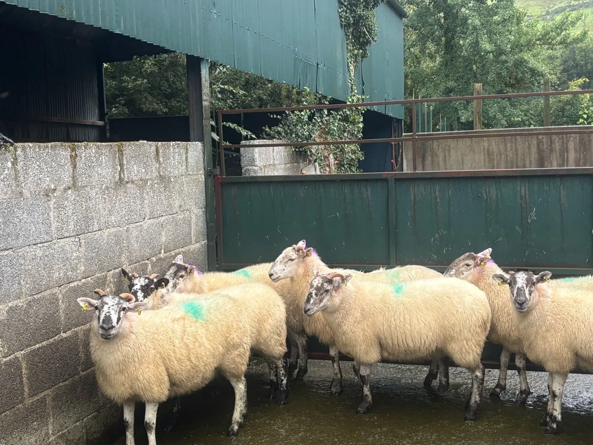 X-Bred & Suffolk X Hoggetts for Manorhamilton Thur - Image 4