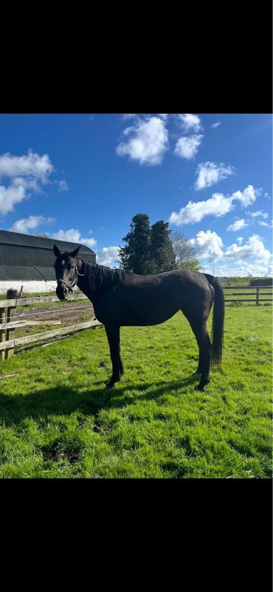 TB Mare & Foal - Image 3