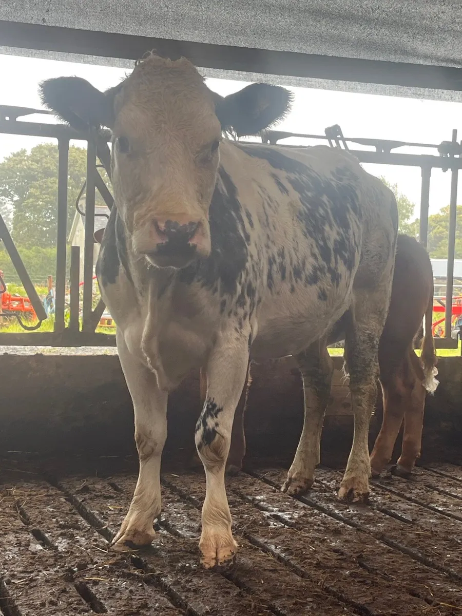 Blue cow with limo heifer calf - Image 1