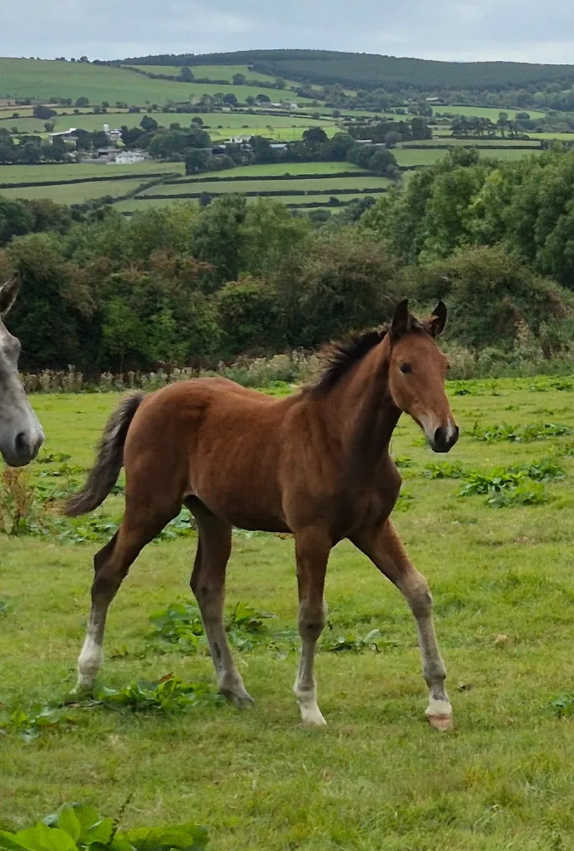 Colt foals and broodmares - Image 1