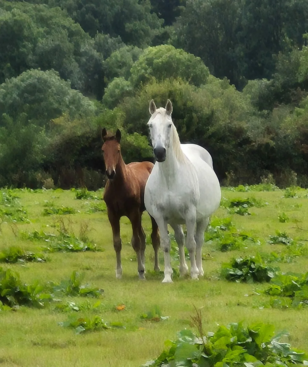 Colt foals and broodmares - Image 2