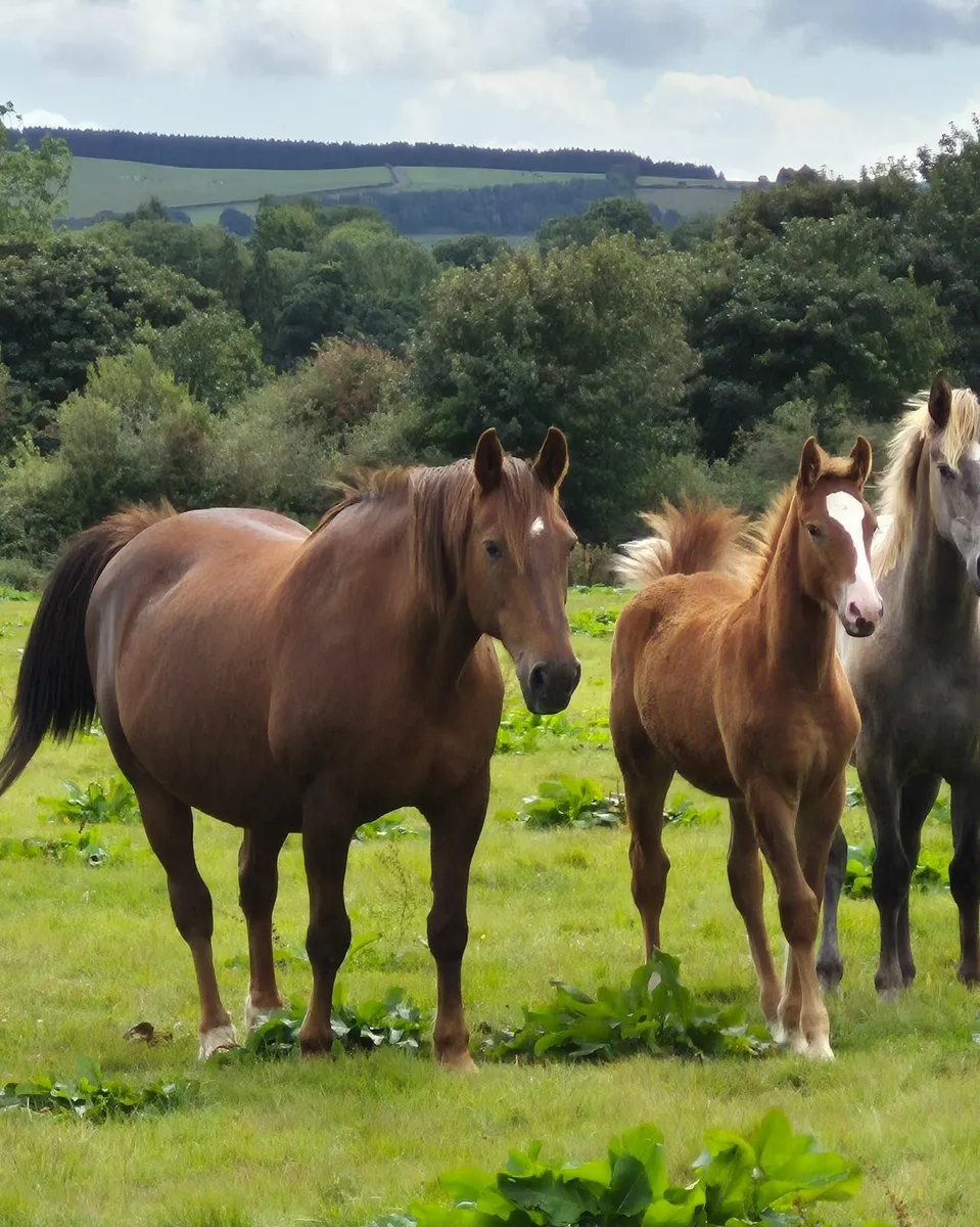 Colt foals and broodmares - Image 3