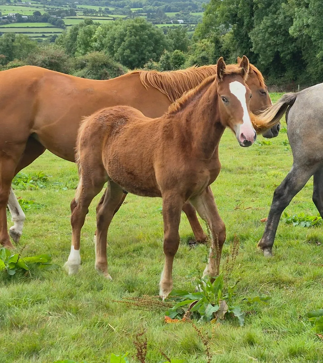 Colt foals and broodmares - Image 4
