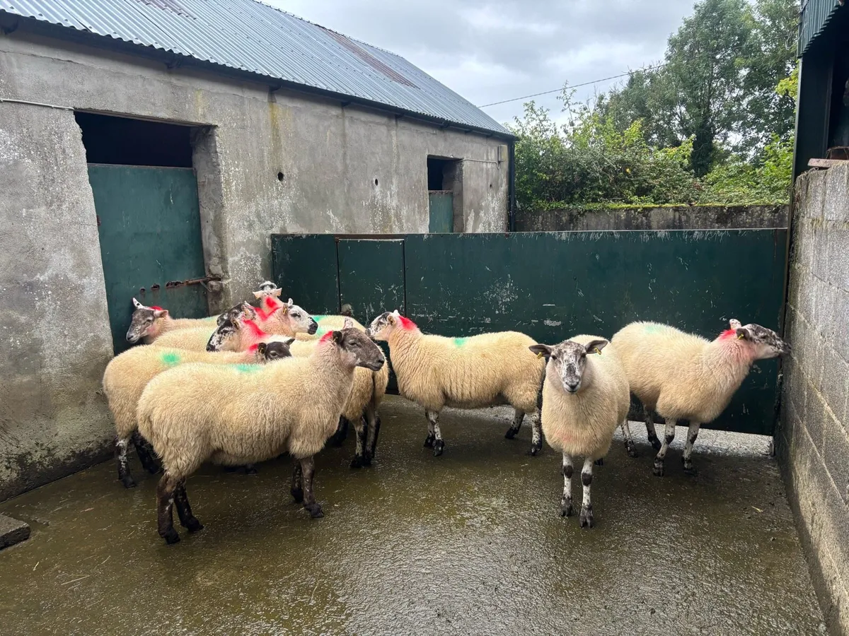X-Bred & Suffolk X Hoggetts for Manorhamilton Thur - Image 3