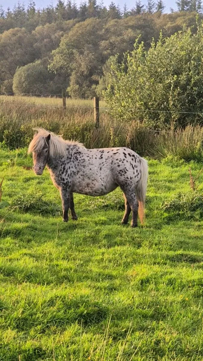 Spotted Miniature Mare - Image 1