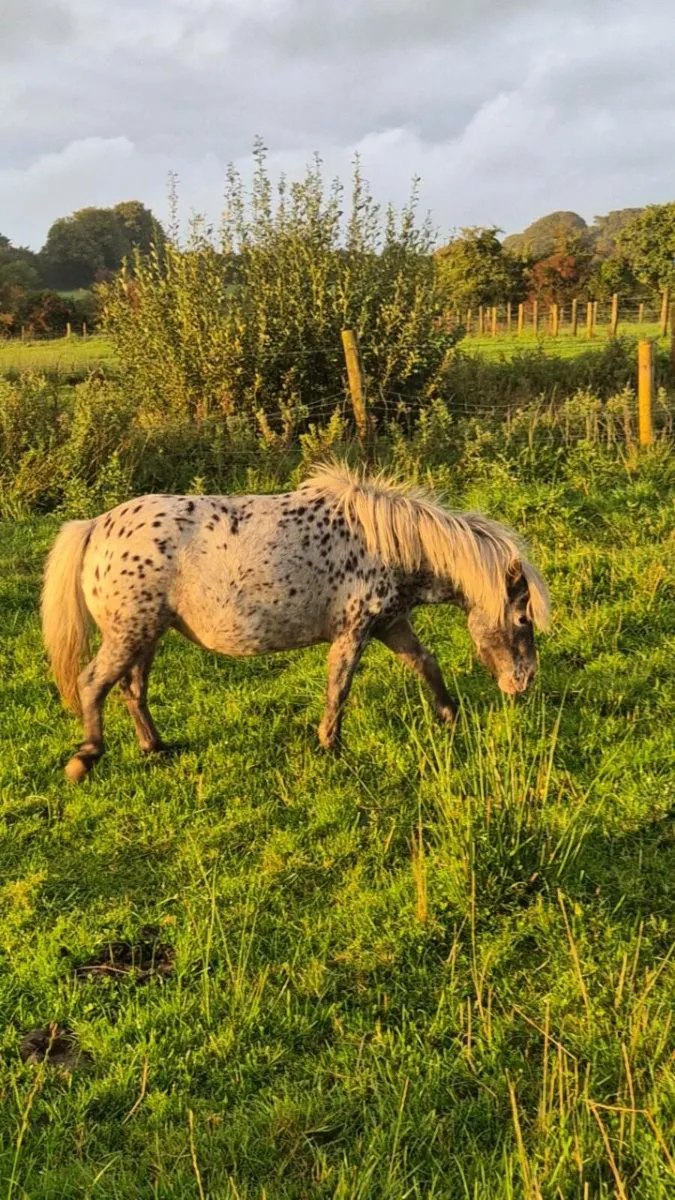 Spotted Miniature Mare - Image 2