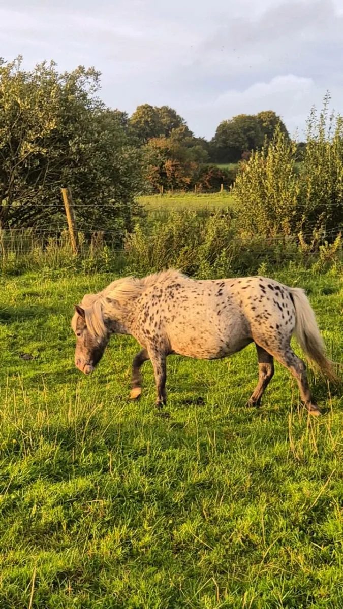 Spotted Miniature Mare - Image 3