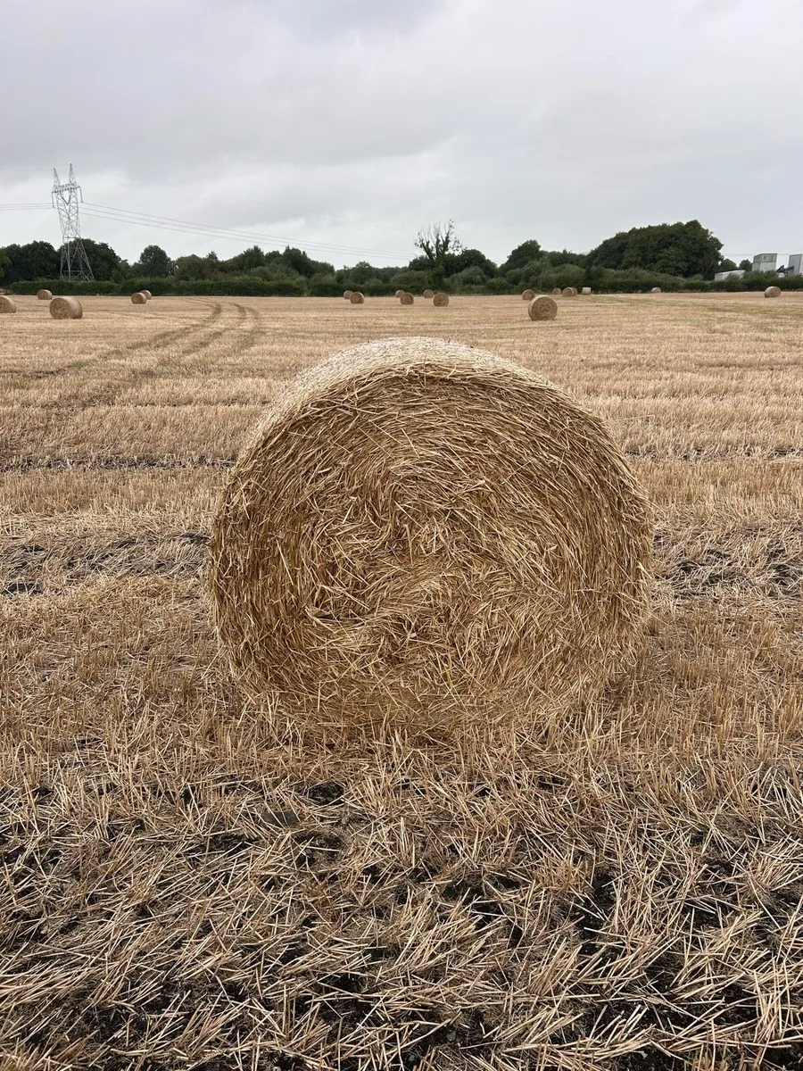 Spring barley straw - Image 1