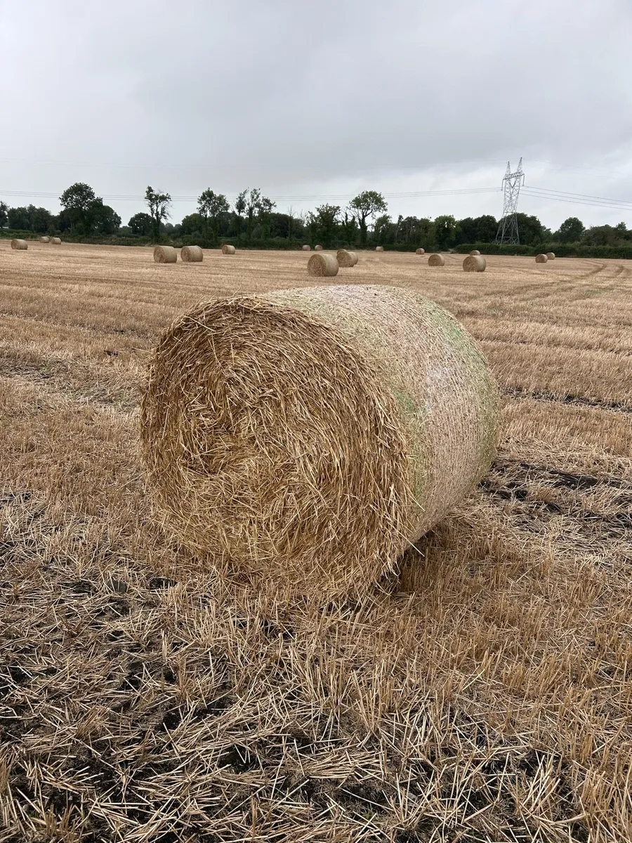Spring barley straw - Image 2