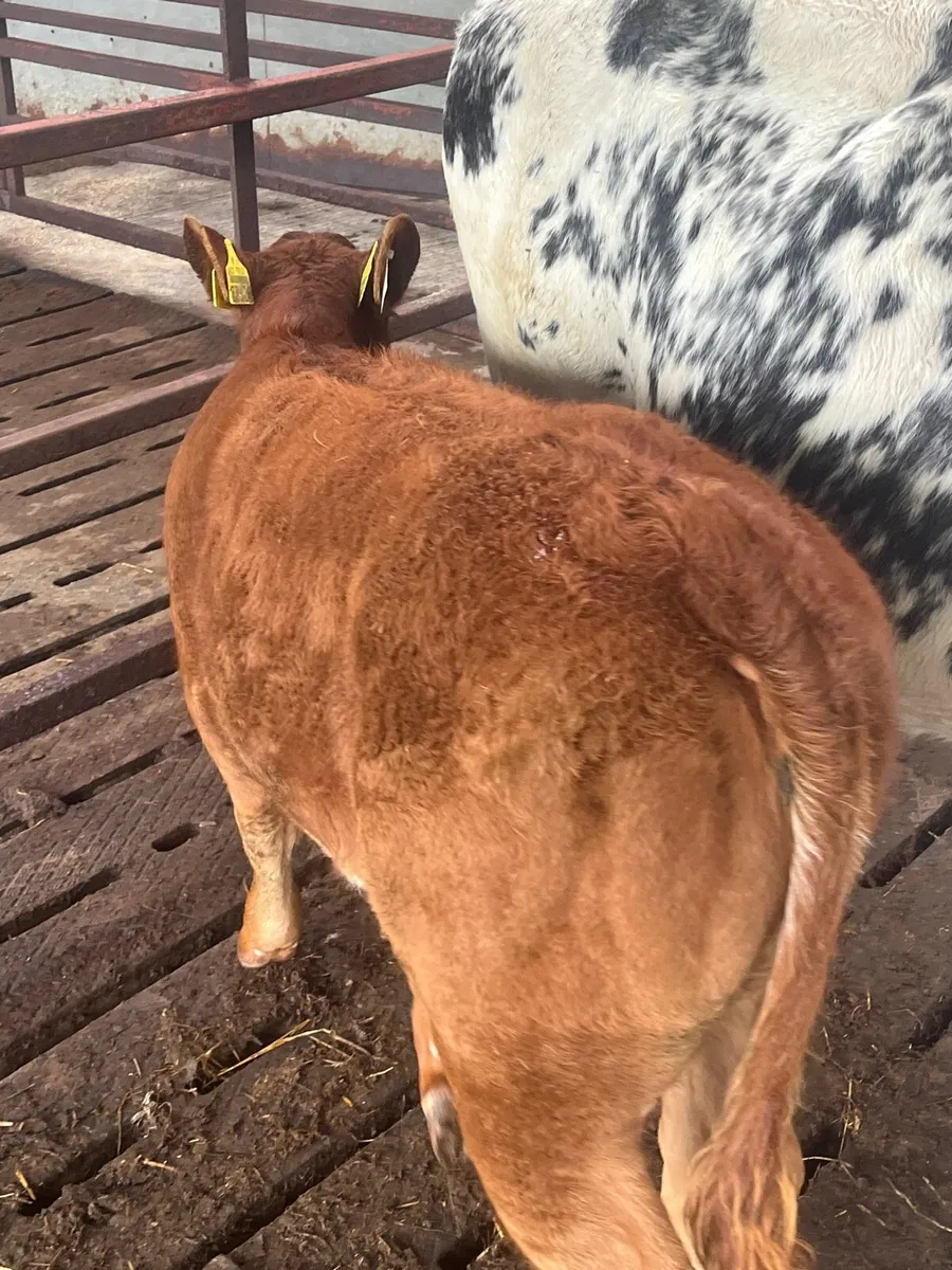 Blue cow with limo heifer calf - Image 2