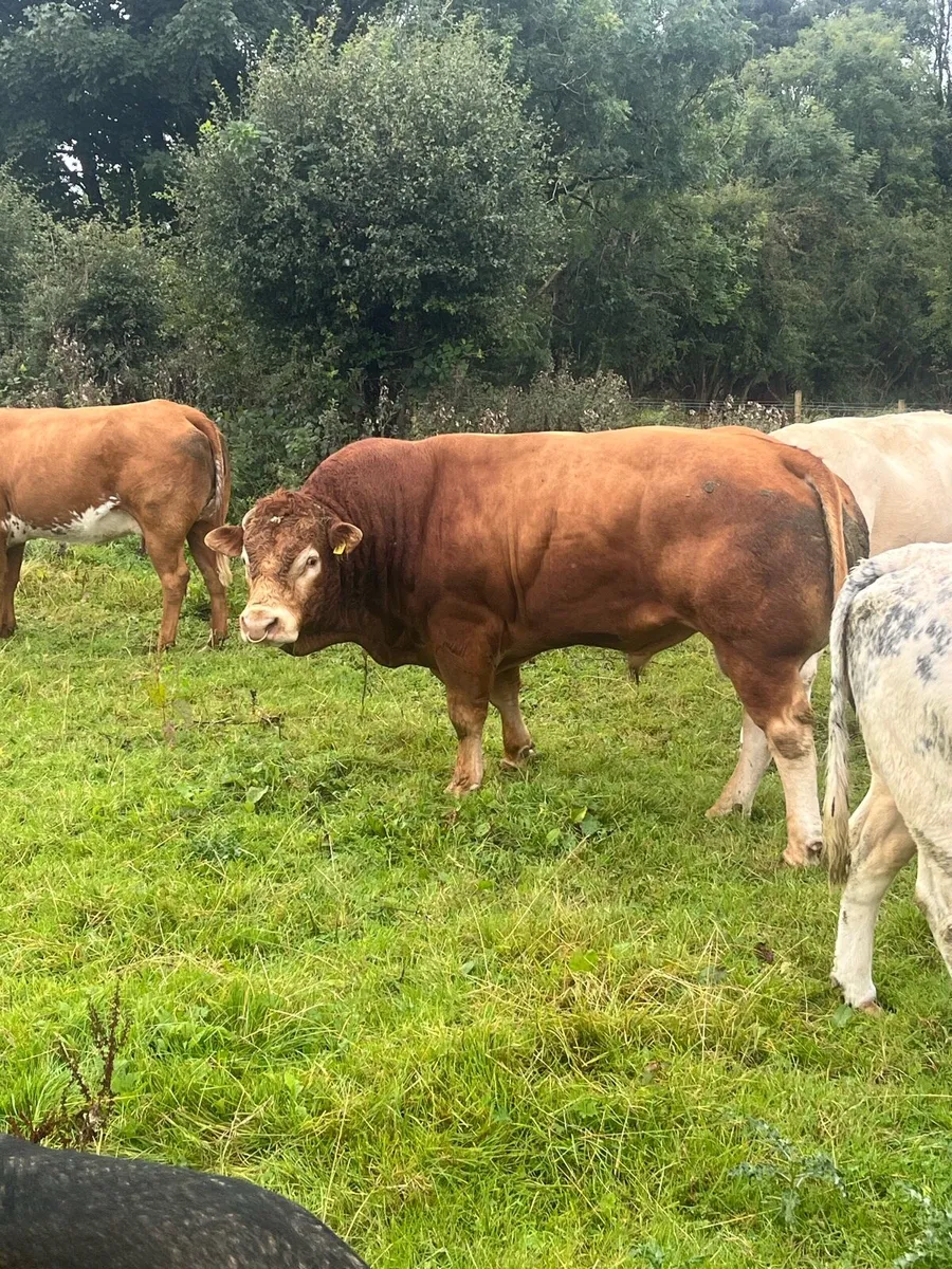 Blue cow with limo heifer calf - Image 3