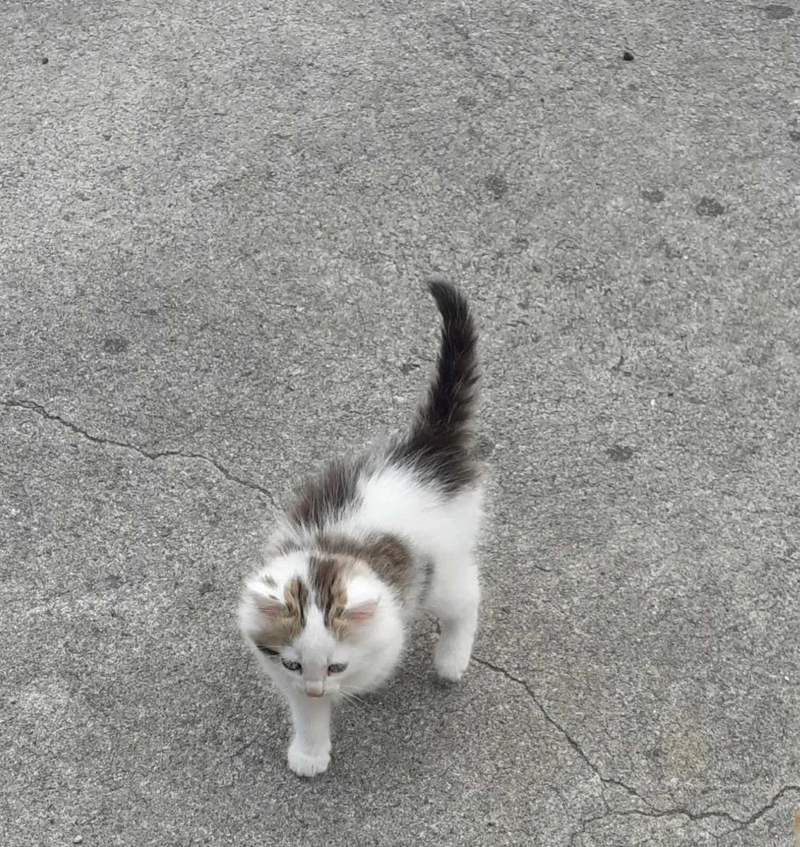 Kittens - Image 1