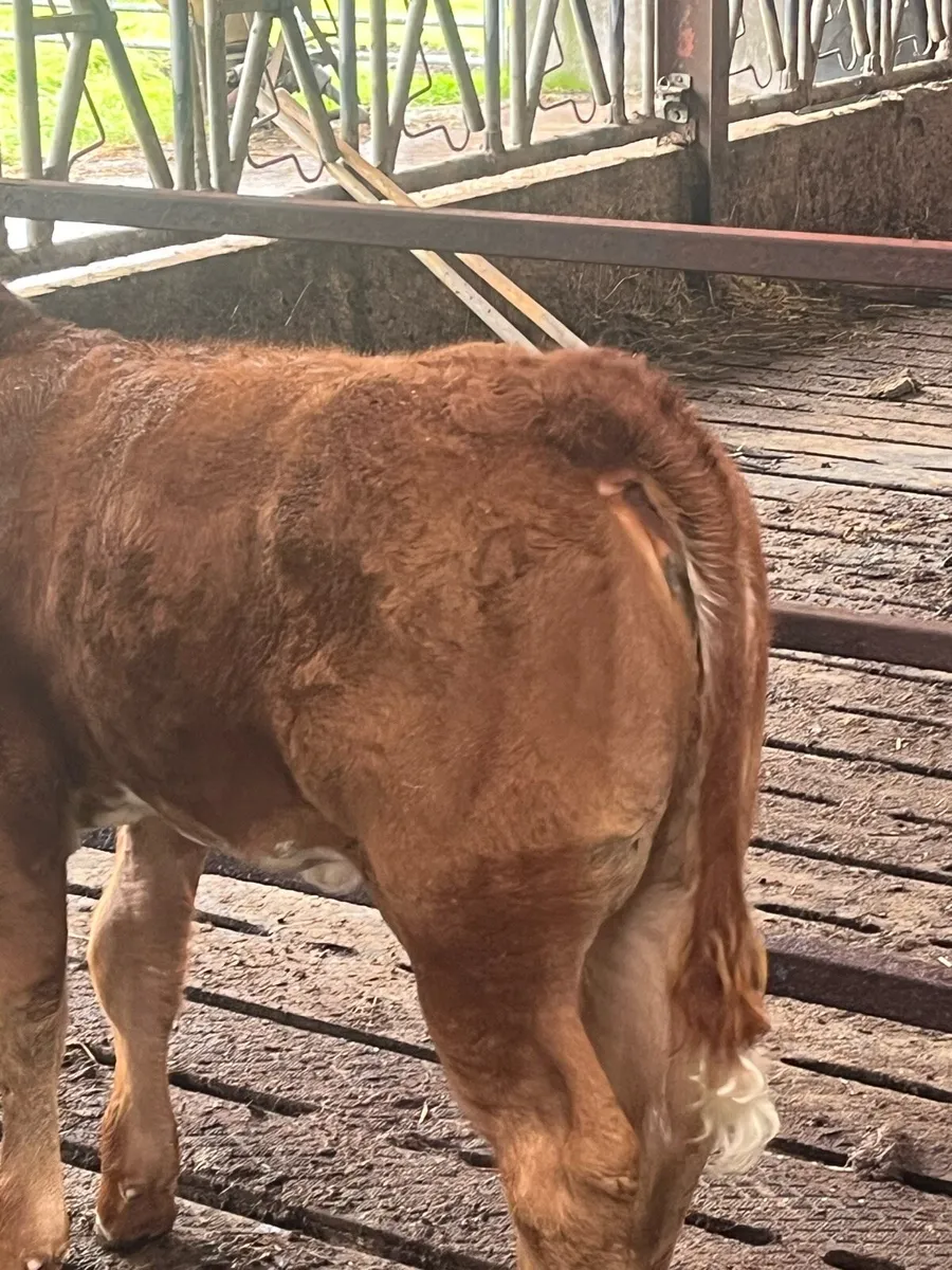 Blue cow with limo heifer calf - Image 4