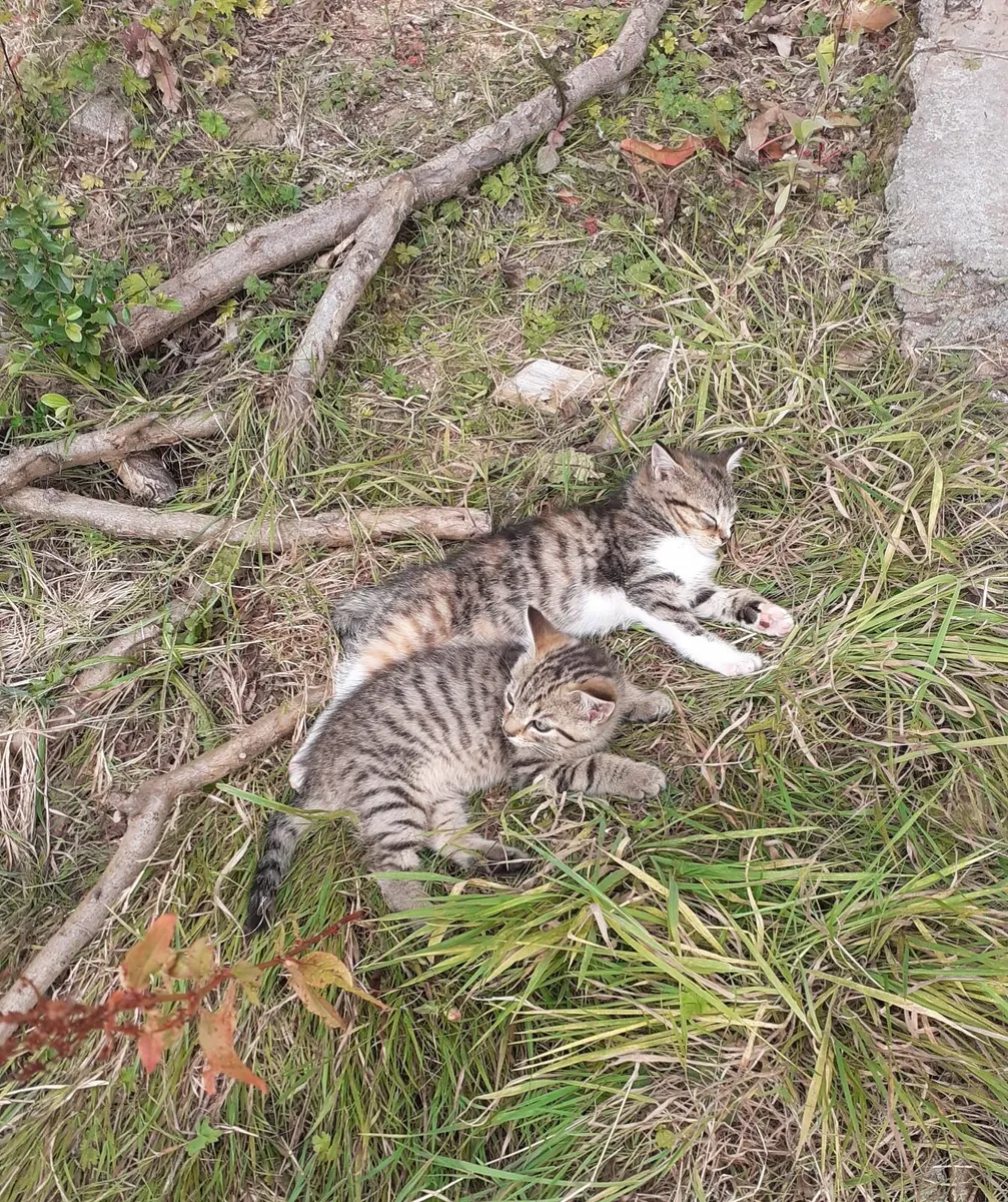 Kittens - Image 2