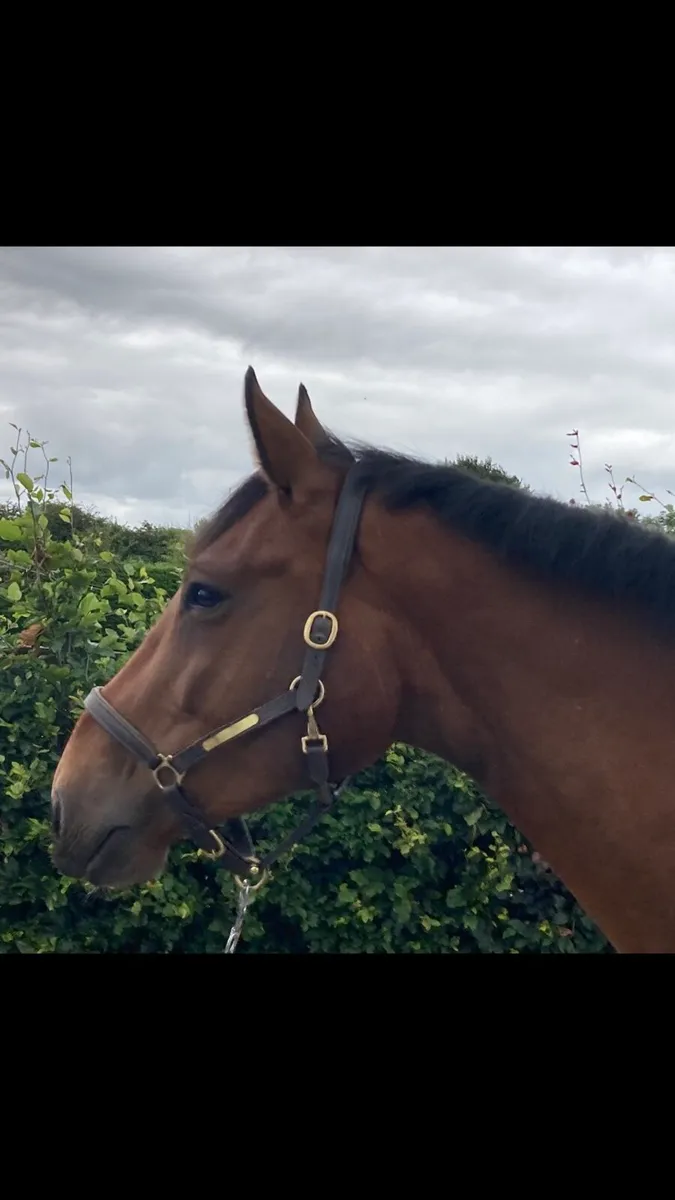 5yr old gelding - Image 1