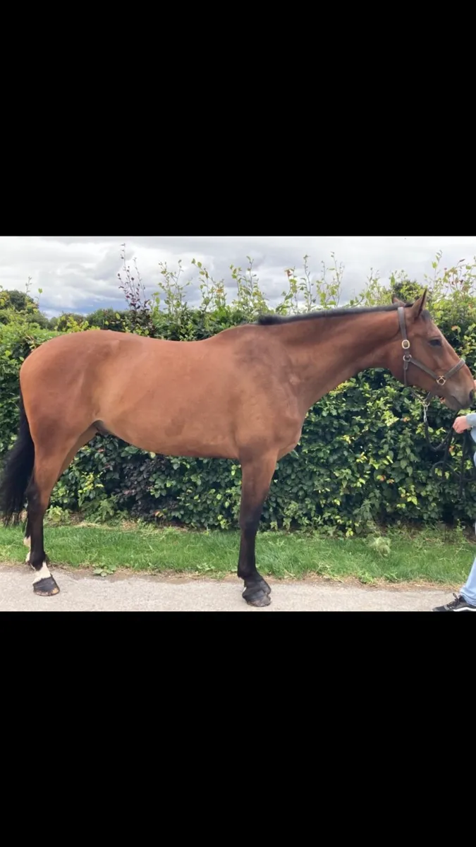5yr old gelding - Image 2