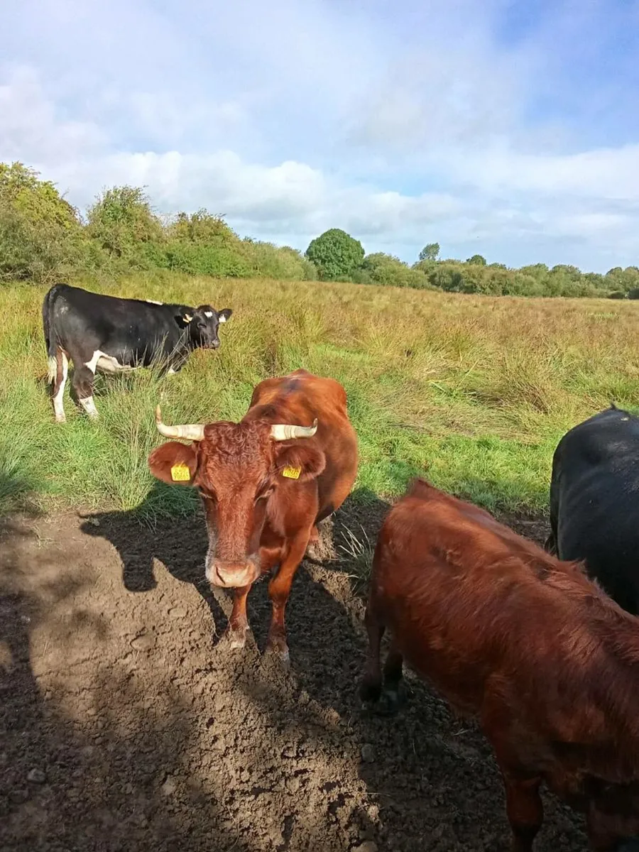 20 Dixters cows suitable for breeding - Image 1