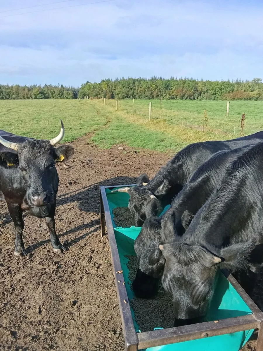 20 Dixters cows suitable for breeding - Image 2