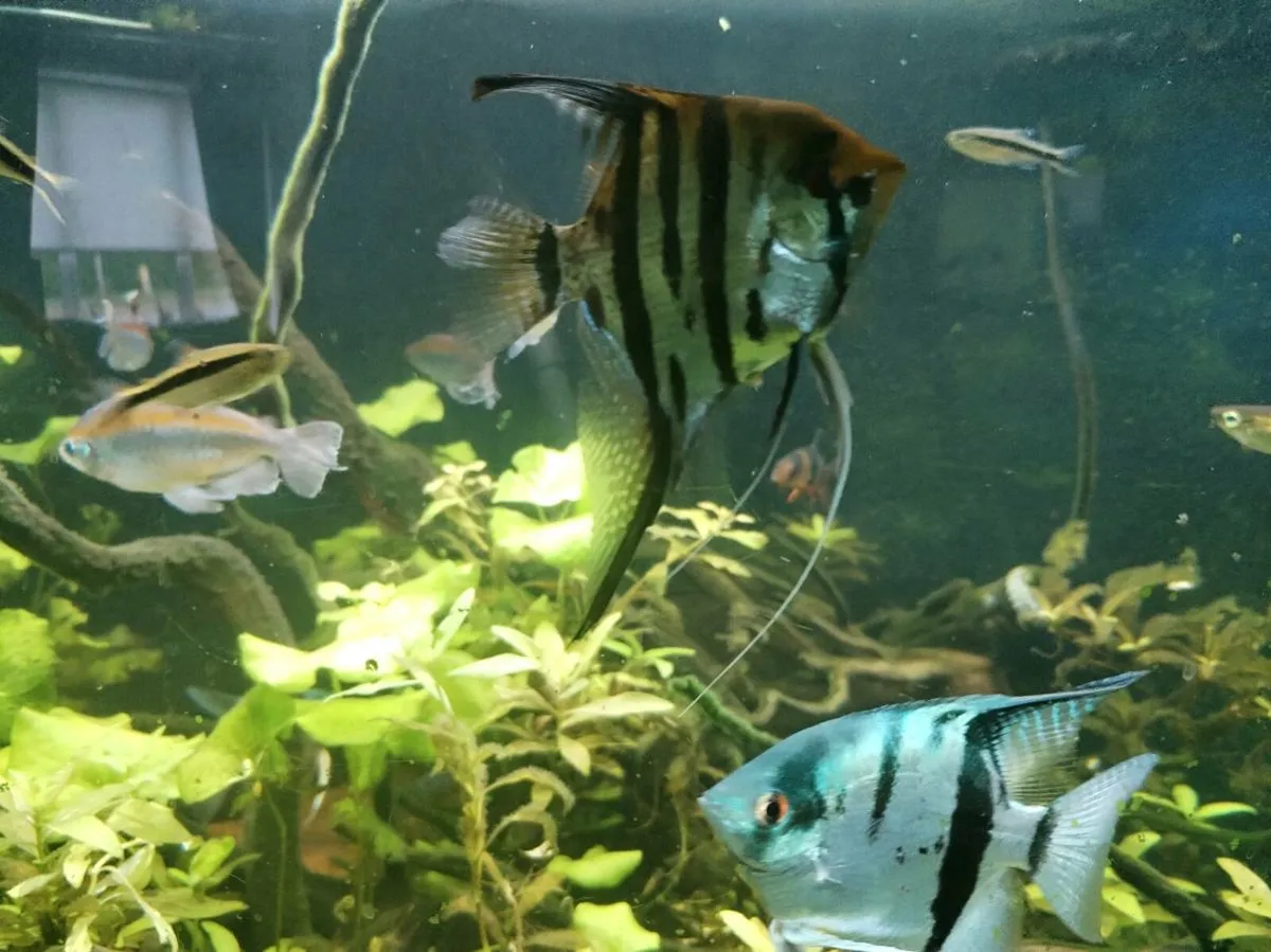 Tropical fish, angelfish etc(WhatsApp or dm here) - Image 1