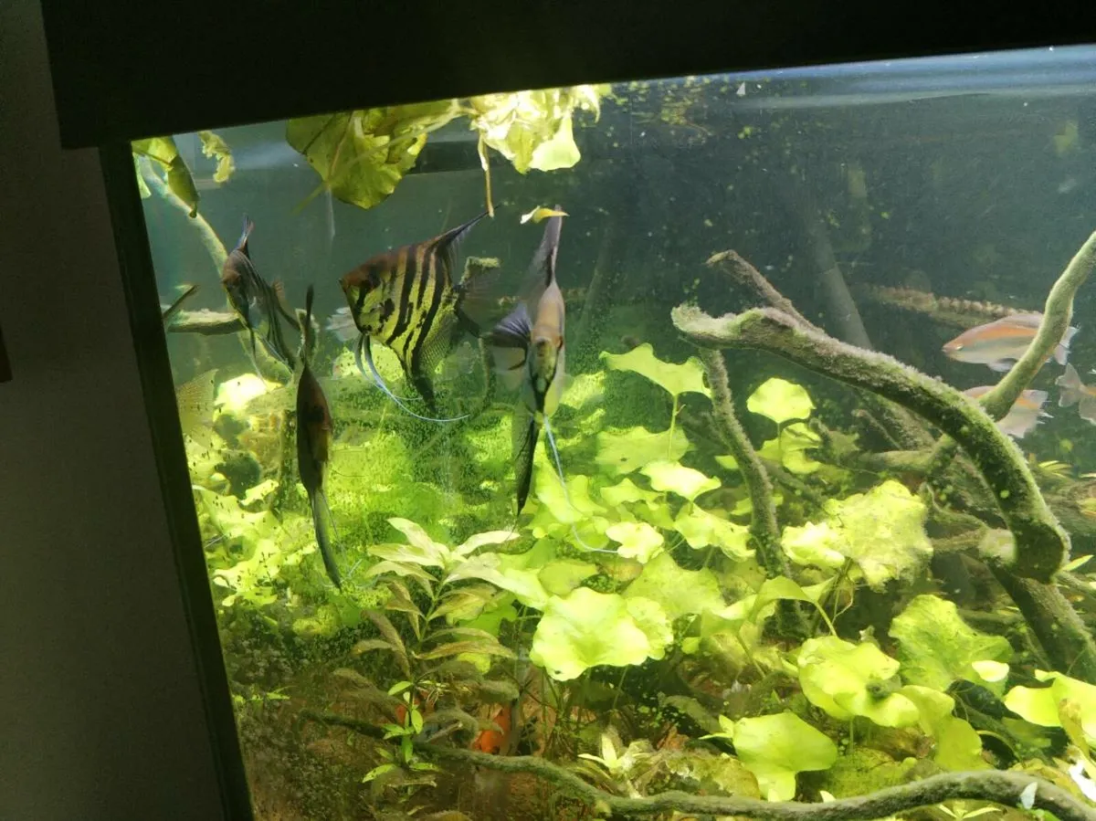 Tropical fish, angelfish etc(WhatsApp or dm here) - Image 2