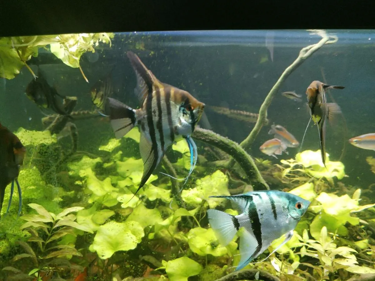 Tropical fish, angelfish etc(WhatsApp or dm here) - Image 3