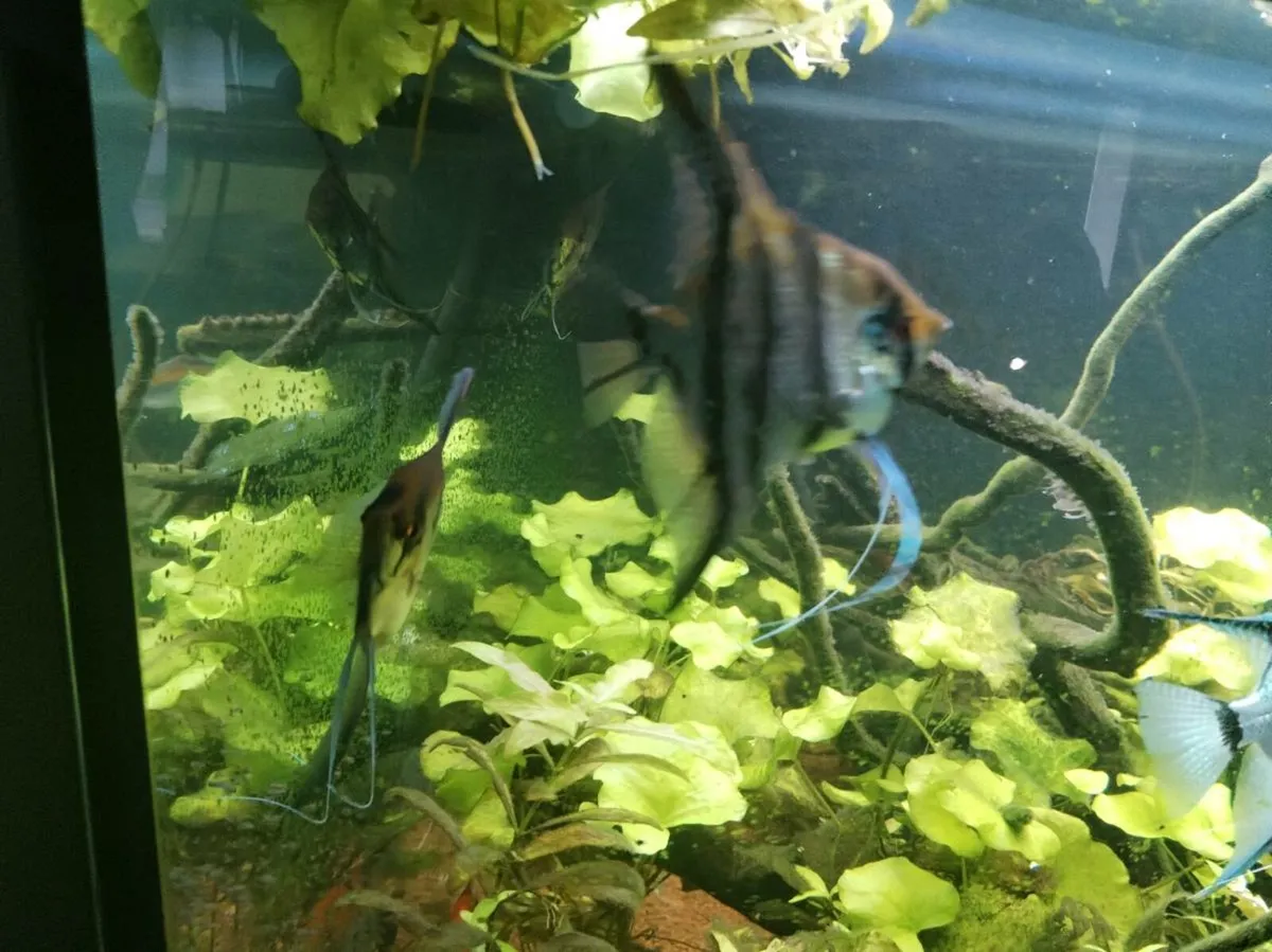 Tropical fish, angelfish etc(WhatsApp or dm here) - Image 4