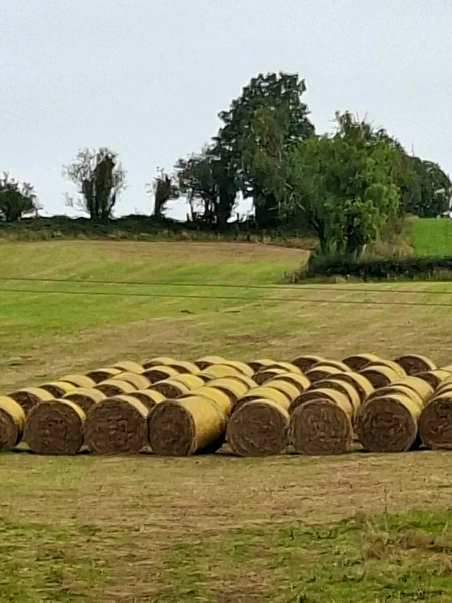 Hay for sale