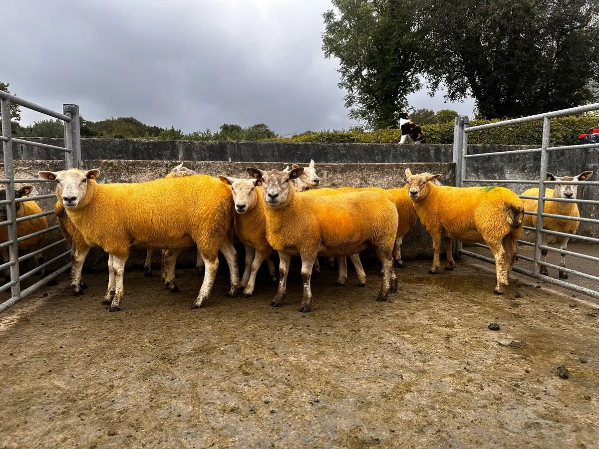 Crossbred Hoggs Ballinrobe mart 29th - Image 1