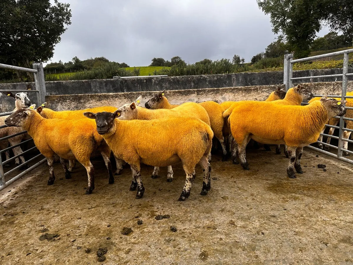 Crossbred Hoggs Ballinrobe mart 29th - Image 2