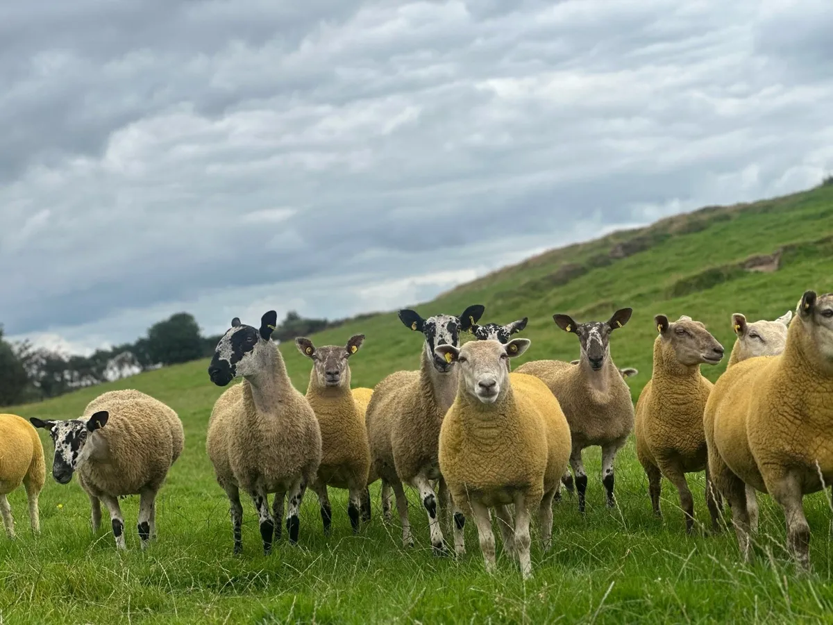 Crossbred Hoggs Ballinrobe mart 29th - Image 4