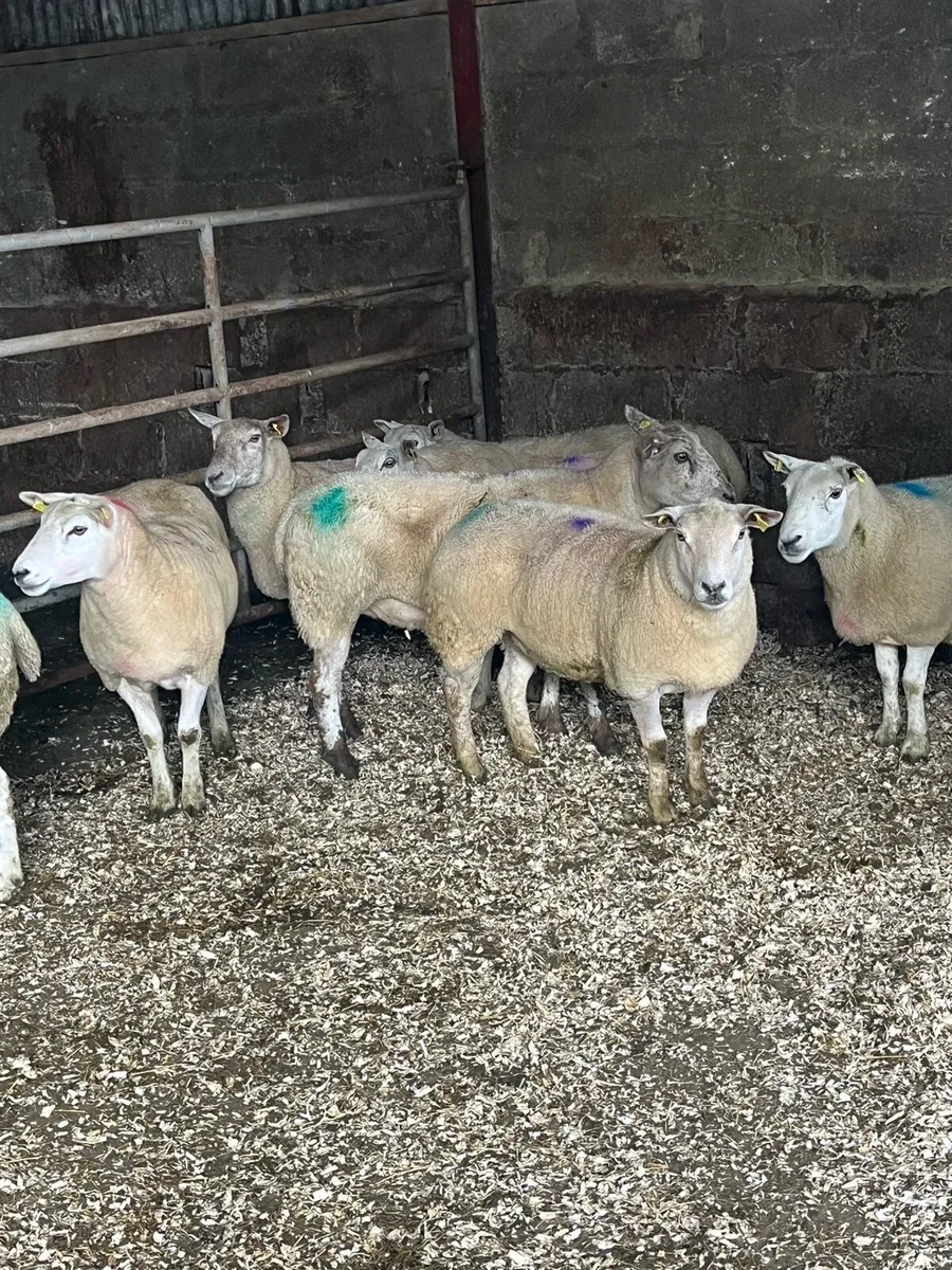 💥10 smashing breeding ewes 💥 - Image 1