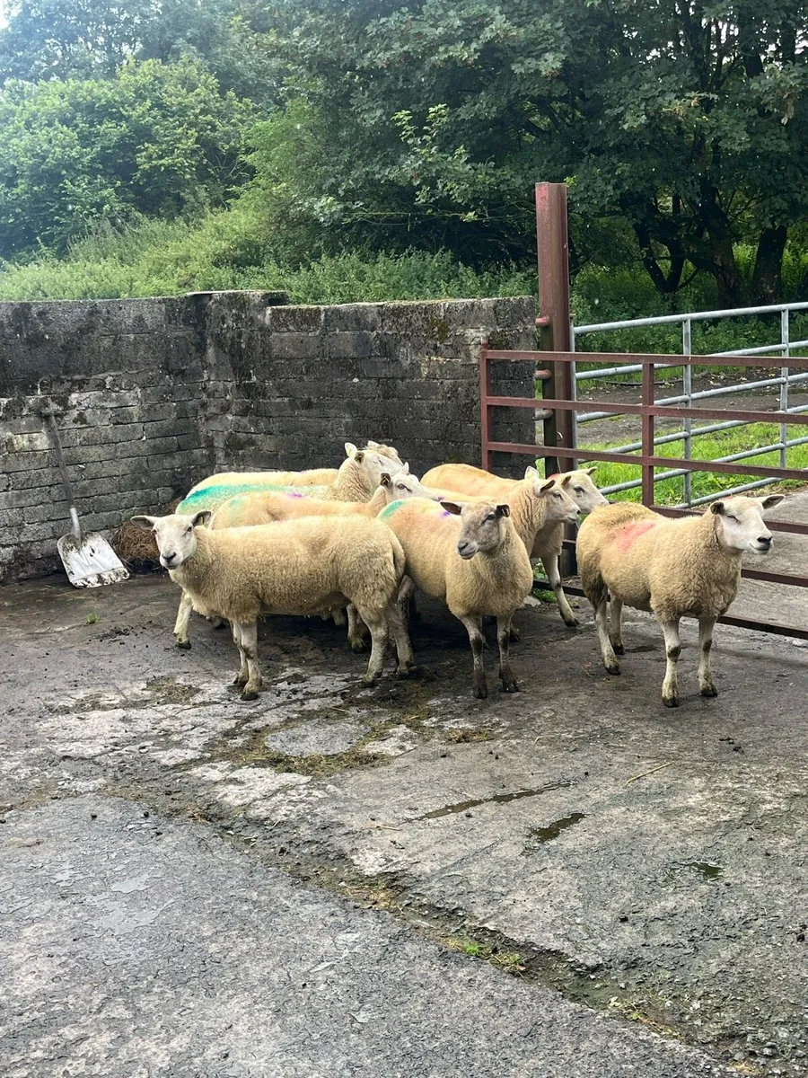 💥10 smashing breeding ewes 💥 - Image 2