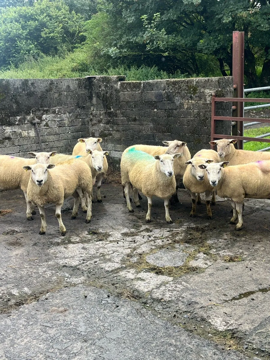 💥10 smashing breeding ewes 💥 - Image 3