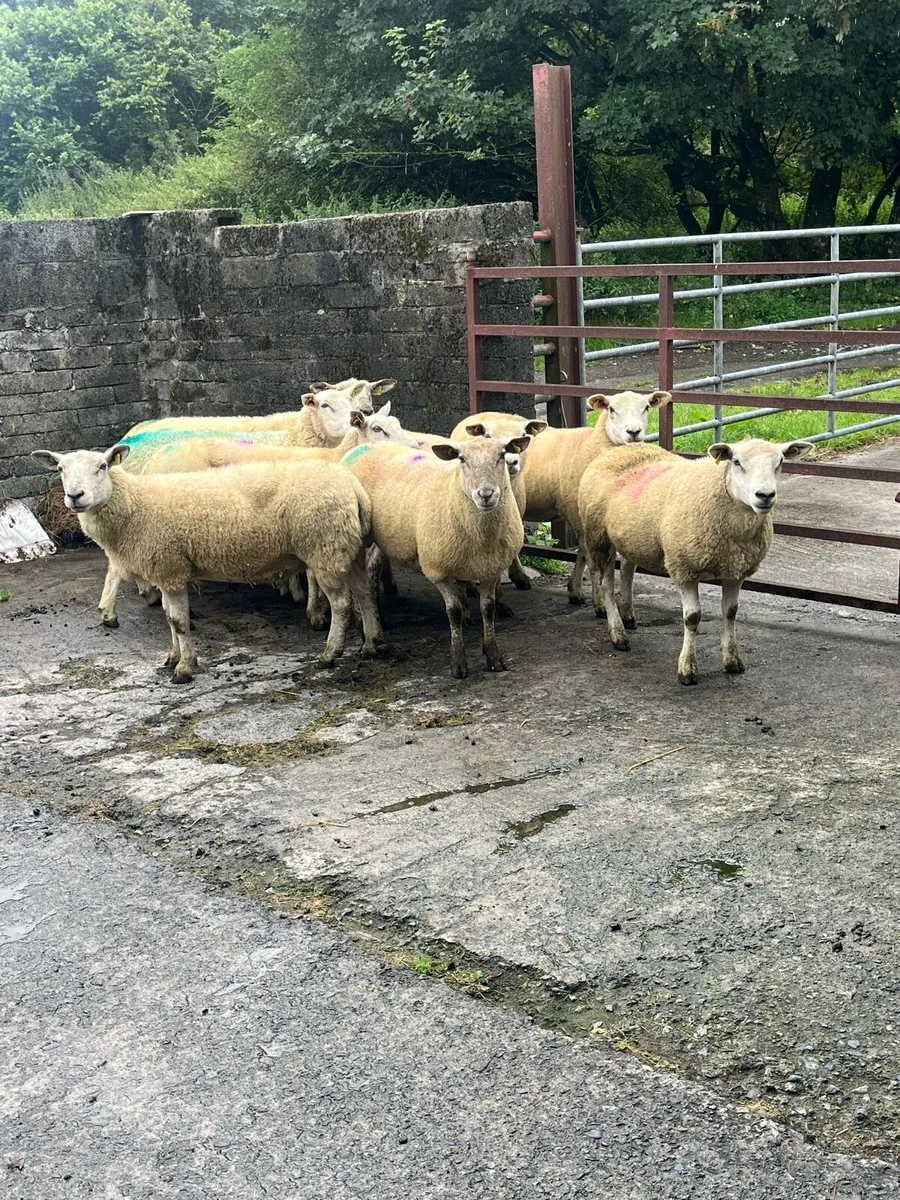 💥10 smashing breeding ewes 💥 - Image 4