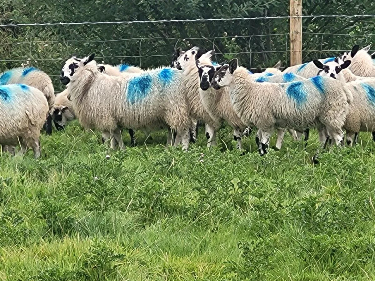 Sheep - Image 1